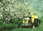 Figure 12. Application of antibiotics to apples for prevention of blossom blight. (Courtesy T. Smith)