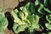 Figure 1. General unthriftiness of lettuce with aster yellows disease. (Courtesy E.J. Ryder)