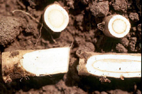 Figure 8. Phloem discoloration and necrosis caused by spiroplasma infection. (Courtesy J. Fletcher)