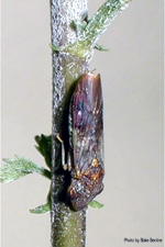 Figure 17. Homalodisca coagulata, leafhopper vector of Xylella fastidiosa. (Courtesy B. Bextine)