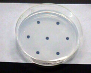 Figure 3: Petri plate placed of the hexagonal array template. (Courtesy D. Schadler)