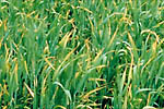 Figure 5. Yellowing symptoms of BYD on wheat. (Courtesy P.A. Burnett)