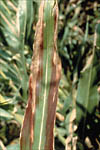 Figure 6. Purple leaf margins of BYD on corn. (Courtesy R.L. Itnyre)