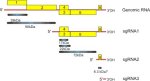 Figure 9. Genome map of a virus that causes BYD. The yellow boxes represent open reading frames on the ssRNA genome (red). Prote
