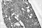 Figure 10. Electron micrograph of BYD virions in a degenerating oat phloem cell. (Courtesy P.H. Nass)