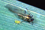 Figure 14. Adult winged (alate) adult female Sitobion avenae with immature wingless young. Alate forms of this and other aphid s