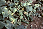 Figure 1. Reduced terminal vine growth and yellowing with misshapen and mottled cucumber fruit from Cucumber mosaic virus infect