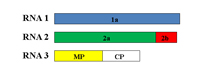 Figure 6. The three genomic RNAs of CMV encode five open reading frames or protein coding genes distributed among the RNAs. (Cou
