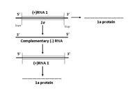 Figure 7a. Replication of RNA 1 leading to the production of the 1a protein. (Courtesy J. F. Murphy)