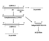 Figure 7b. Replication of RNA 2 leading to the production of the 2a protein and subgenomic RNA 4A which encodes the 2b protein. 