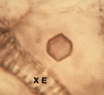 Figure 9. “Empty” virus crystal lacking virions located in the cell vacuole. XE means xylem element. (Courtesy R. G. Christie)