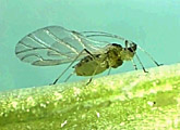 Figure 10. Winged green peach aphid (Myzus persicae) with the mouthpart inserted in leaf tissue. (Courtesy U. Wyss, G. Mölck, G.