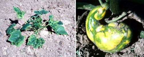 Figure 2.  Symptoms of PRSV on (a) squash plant and (b) squash fruit.  (Courtesy of M. Fuchs, copyright-free)