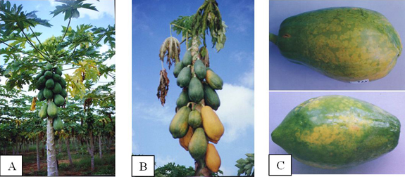 Papaya (Carica papaya) exhibiting symptoms caused by Papaya lethal yellowing virus (PLYV)