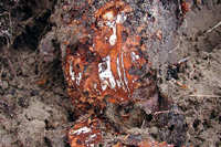 Figure 2. White mycelia of Armillaria growing under bark of peach tree. (Used by permission of G. Schnabel)
