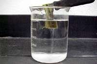 Figura 3. Exudado bacteriano emanando de un corte de un tallo de tomate infectado con Ralstonia solanacearum.