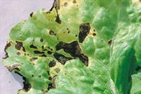 Figure 7. Bacterial leaf spot on greenleaf lettuce caused by Xanthomonas campestris pv. vitians. (Courtesy S.T. Koike)