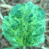 Figure 9. Mosaic symptoms exhibited on leaves of squash. (Used by permission of M. Riley, from files of W. Witcher)