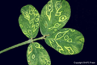 Figure 10. Peanut leaf with concentric ring spots caused by Tomato spotted wilt virus (TSWV). (Courtesy A. Culbreath, J. Todd, and H. Pilcher)