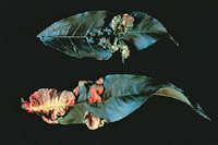 Figure 11. Peach leaf curl caused by Taphrina deformans. (Courtesy J. W. Pscheidt)