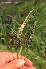 Figure 12. Loose smut (on left) and false loose smut (on right) on barley, caused by Ustilago nuda (left) and U. nigra (right). (Courtesy P. Thomas)