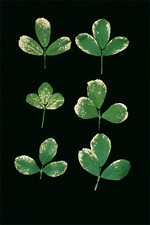 Figura 16. Hojas de alfalfa con los márgenes de la hoja chamuscados debido a un daño por dióxido de azufre.