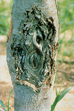 Figura 17. Cáncer en manzano causado por Nectria galligena. (Cortesía de A. L. Jones)