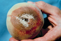 Figure 18. Brown rot of peach caused by Monilinia fructicola. (Courtesy J. M. Ogawa)
