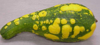 Figura 19. Síntomas de mosaico en calabacín amarillo de cuello curvado. La apariencia normal es un fruto totalmente amarillo.