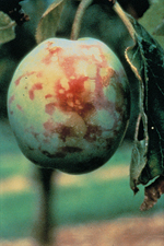 Figura 20. Síntomas de mancha anular en fruto de durazno debido al Virus de la viruela de la Ciruela (Plum pox virus, en inglés)