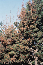 Figura 23. Rama exhibiendo muerte regresiva en pino Monterey en California causado por cancro del resinoso