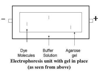 Gel Electrophoresis Chart