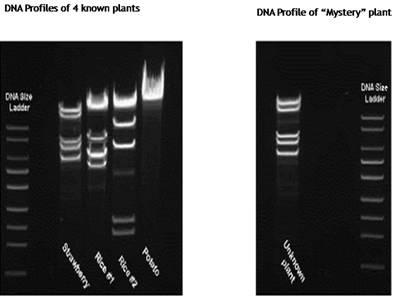 hypothetical gels of plant DNA