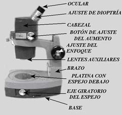 Figura 1.  Partes de un Microscopio Compuesto