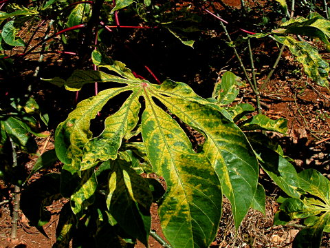 Cassava Mosaic disease symptoms on cassava