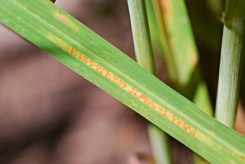 Stripe rust symptoms on wheat.