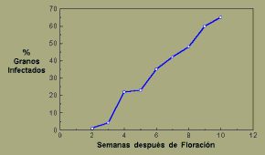 Graph, Fusarium kernel rot of maize