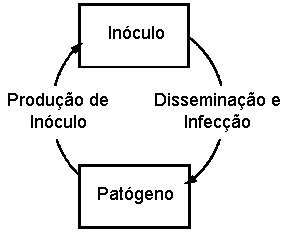 Infection Cycle