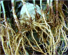 Fusarium root rot of bean