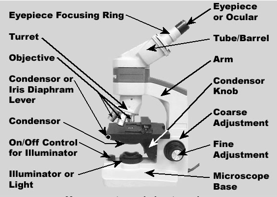 The Compound Microscope parts & how ... | Microscope parts, Life hacks for  school, Microscope