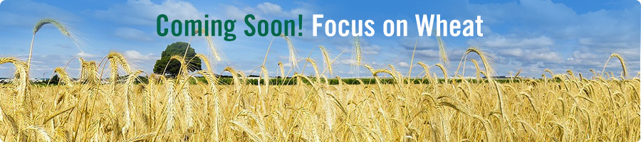 Focus on Wheat Banner Final.jpg